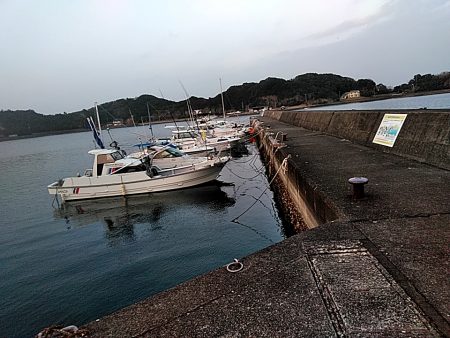 アジはいなくなったのでしょうか??