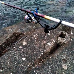 アオリイカ1杯あがりました!!