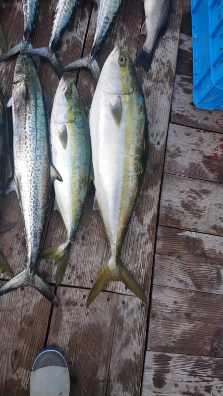 初釣りジギング