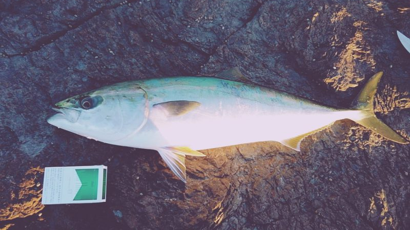 メジロには届かず