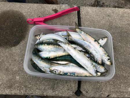 今年初の釣行で大漁