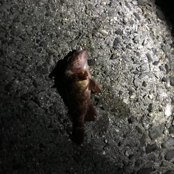 まったりメバル