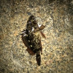 フィッシングマックス芦屋店のフォトコンテストに参加