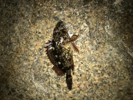 フィッシングマックス芦屋店のフォトコンテストに参加