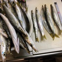 本日も大量カマス