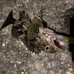 メバプラ ランガン