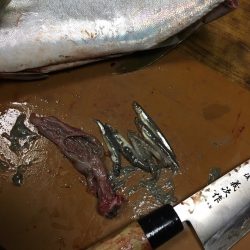 回遊に出会えた