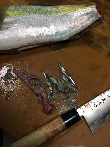 回遊に出会えた