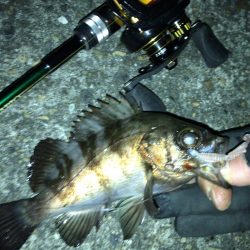 新年 メバリング開始