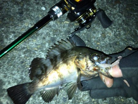 新年 メバリング開始