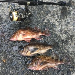 初釣りはメバル、ガシラでスタート