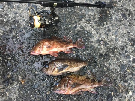 初釣りはメバル、ガシラでスタート