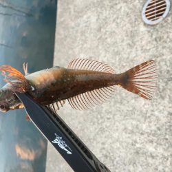 初釣りライトゲーム