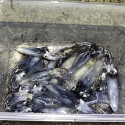 ヒイカエギング（2019-2）