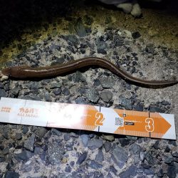 釣り連休最終日