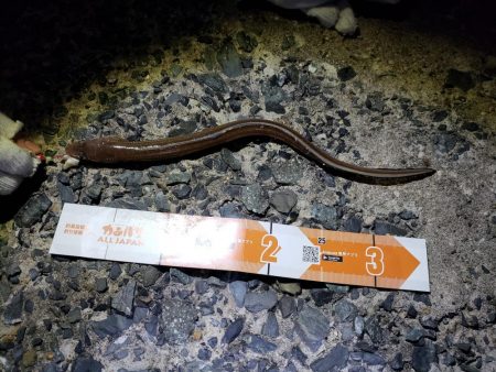 釣り連休最終日