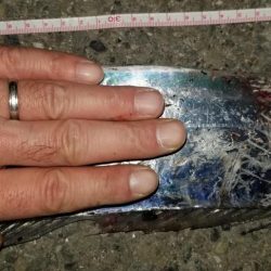 太刀魚ドラゴンとったどー！