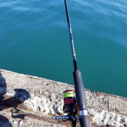 アオリ釣りたい、