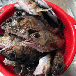 姫路メバル（2019-2）