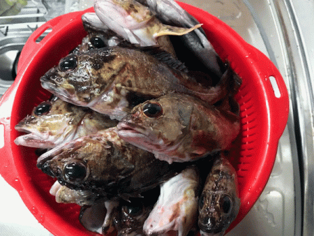 姫路メバル（2019-2）