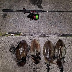 コウイカ連発！！