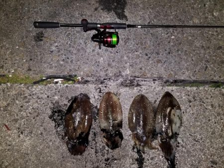 コウイカ連発！！