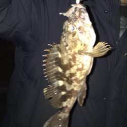 見えてるアジやチビメバルがいっぱい