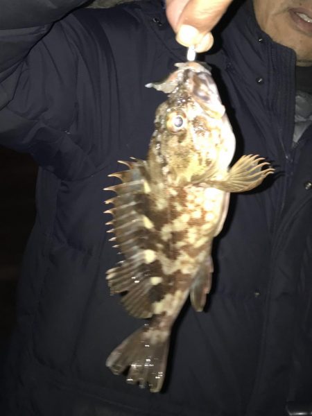 見えてるアジやチビメバルがいっぱい