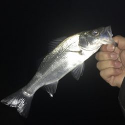 まだいたメッキ!