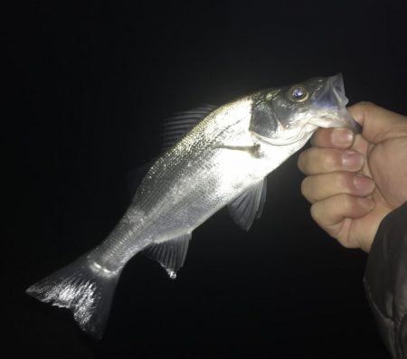 まだいたメッキ!