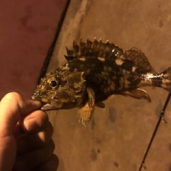 人生初メバリング