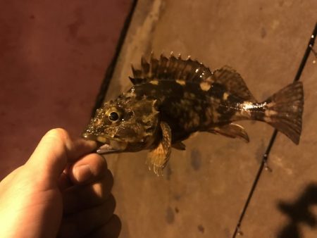 人生初メバリング