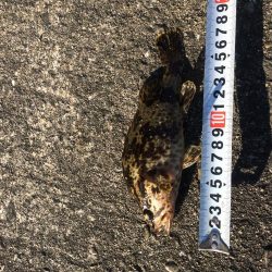 へち釣り ソイ23センチ