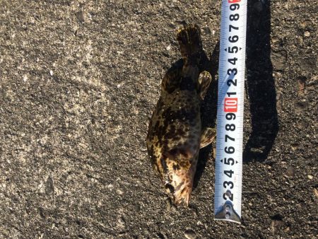 へち釣り ソイ23センチ