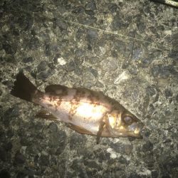 メバル・ガシラ