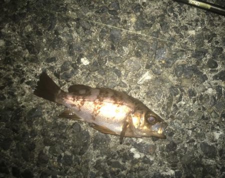 メバル・ガシラ