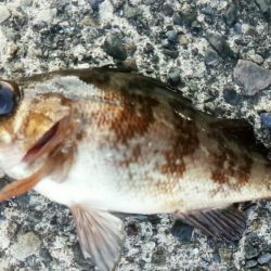 クロムツ、コノシロがまた湾内に入り出しました