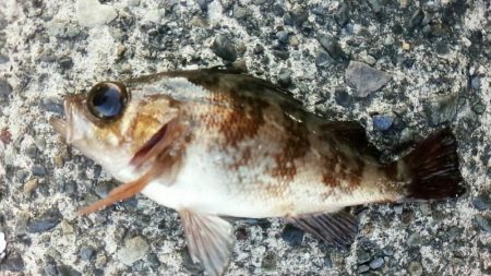 クロムツ、コノシロがまた湾内に入り出しました