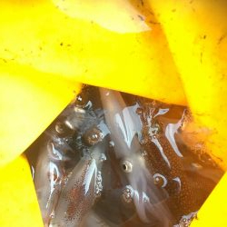 釣り始めヒイカ釣行！