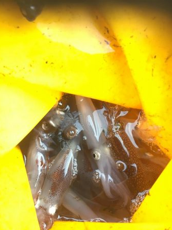 釣り始めヒイカ釣行！