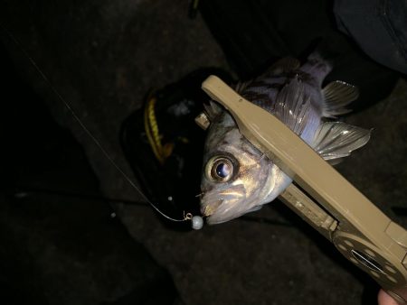 明石メバリング シャローゲーム