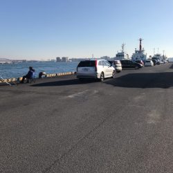 年明けの初釣でマイワシ。