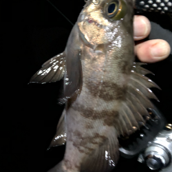 メバルの楽園は裏切らない