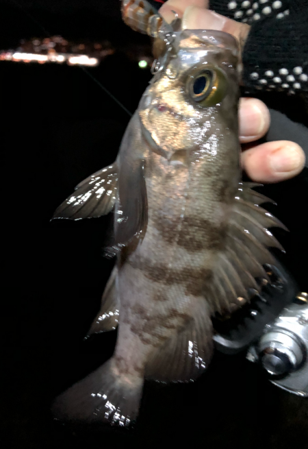 メバルの楽園は裏切らない