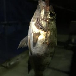 ナイトメバリング