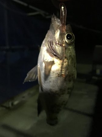 ナイトメバリング