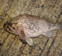 ファミリーフィッシングでGET！！