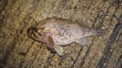 ファミリーフィッシングでGET！！