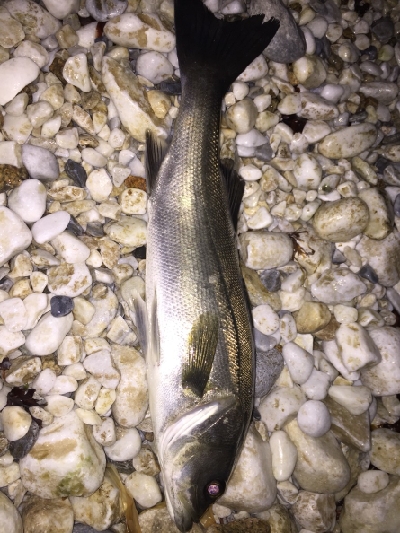 新年メバル探し_1