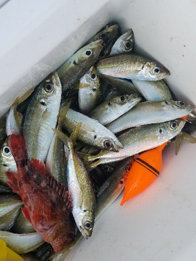 アジ釣り ~新年一発目、入れ食い!~